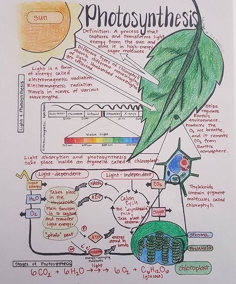 Photosynthesis Neet Notes, Biology Notes Aesthetic Photosynthesis, Ap Bio Photosynthesis Notes, Notes On Photosynthesis, Photosynthesis Notes Biology, Aesthetic Biology Pictures, Notes Making Ideas Biology, Biology Notes Colleges, Biology Photosynthesis Notes