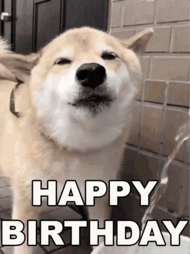 HBD Happy Birthday GIF - HBD HappyBirthday - Discover & Share GIFs Happy Birthday Dog Gif, Happy Birthday Meme Gif, Happy Birthday Animals Funny, Happy Birthday Dog Meme, Happy Birthday Funny Dog, Hbd Happy Birthday, Happy Birthday Pug, Happy Birthday Dean, Animal Happy Birthday