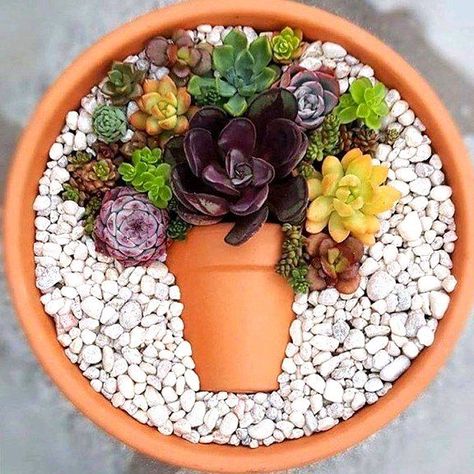 Kaktus Dan Sukulen, نباتات منزلية, Succulent Garden Design, Succulent Garden Diy, Dish Garden, Succulent Gardening, Succulent Terrarium, Succulents Diy, Planting Herbs