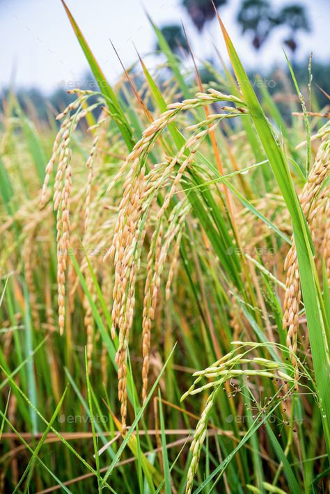 Close up ear of rice in paddy field Rice Farming Photography, Rice Plant Photography, Paddy Field Aesthetic, Rice Field Aesthetic, Paddy Field Photography, Rice Field Photography, Farming Images, Farming Photo, Rice Aesthetic