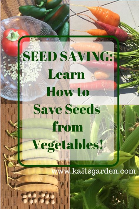 Seeds From Vegetables, Gardening Cucumbers, How To Save Seeds, Shed Inspiration, Save Seeds, Garden Escape, Florida Garden, Vegetable Garden Planner, Vertical Vegetable Garden