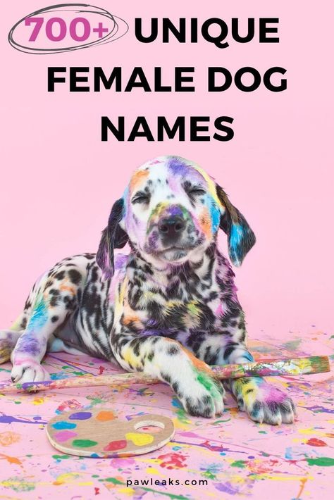 Girl Puppy Names Unique, Female Pet Names, Puppy Girl Names, Puppy Names Unique, Girl Dog Names Unique, Puppies Names Female, Dogs Names List, Funny Dog Names, Boss Tips