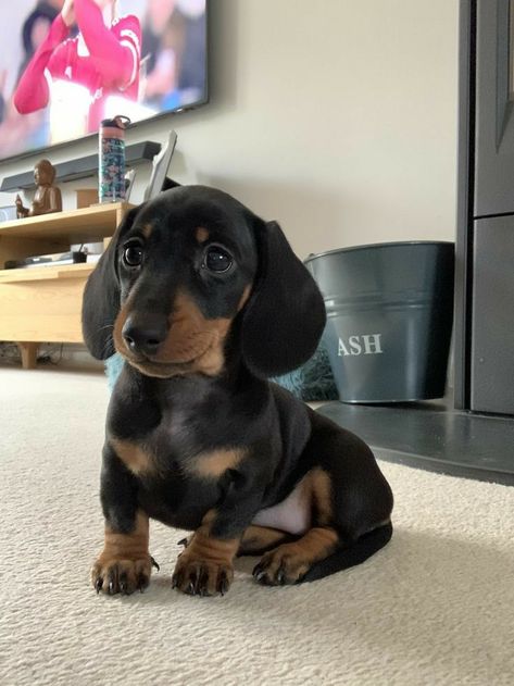 Black Sausage Dog, Dashaund Puppies, Daushands Puppies, Dashhound Puppy, Dashund Dogs, Miniature Daschund, Weiner Dog Puppies, Mini Dachshund Puppies, Winnie Dogs