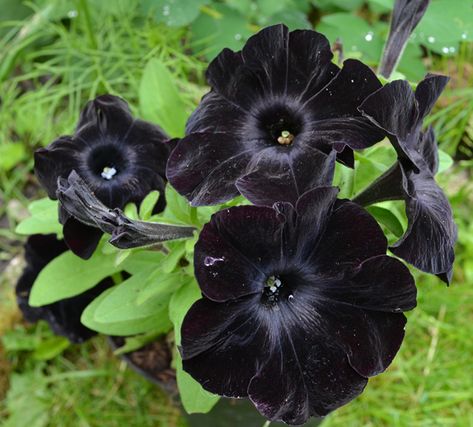 Petunia Tattoo, Black Petunias, Wave Petunias, Petunia Plant, Petunia Flower, Orchid Varieties, Goth Garden, Gothic Garden, Rose Seeds