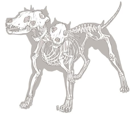 Animal Skeletons Tattoo, Cerberus Skeleton, Wolf Skeleton Drawing, Animal Anatomy Tattoo, Skeleton Animals Drawing, Skeleton Dog Drawing, Skeleton Dog Tattoo, Animal Bones Drawing, Dog Skeleton Tattoo