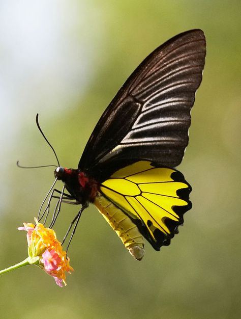 The Common Birdwing (Troides helena) is a beautiful and large butterfly belonging to the Swallowtail (Papilionidae family). Exotic Butterflies, Moth Caterpillar, Flying Flowers, Flying Insects, Butterflies Flying, Beautiful Bugs, Largest Butterfly, Butterfly Pictures, Butterfly Kisses