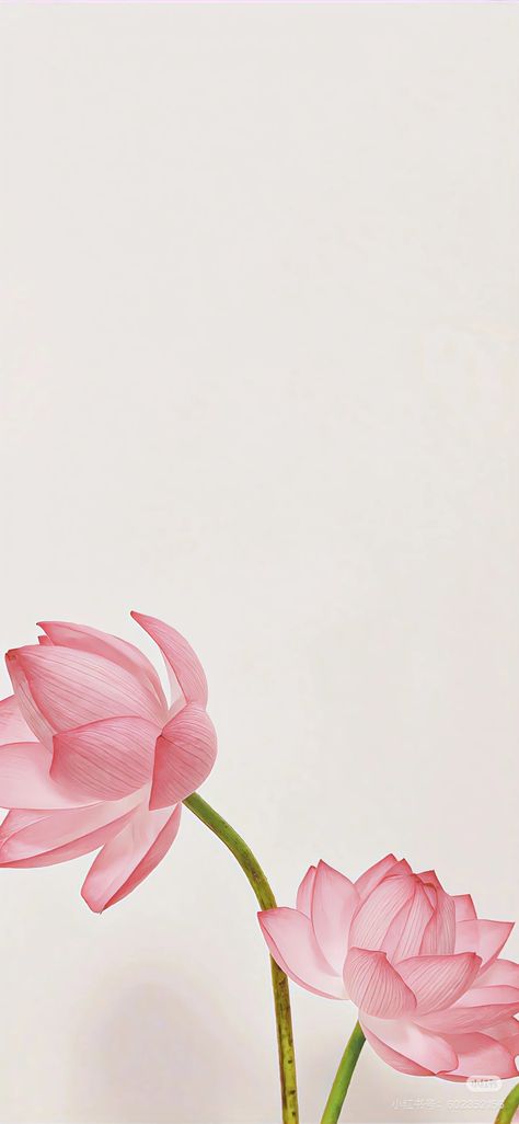 Lotus Wallpaper Aesthetic, Wallpaper Rosa Pastel, Pink Lotus Wallpaper, Lotus Flower Quote, Lotus Flower Wallpaper, Lotus Wallpaper, Lily Wallpaper, Sacred Lotus, Lotus Painting