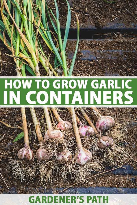 If you love the aromatic flavor of garlic in your cooking, why not try growing it at home in containers? Planting in pots saves space in your garden and gives you a head start on the long growing season. Learn how to plant and grow garlic in containers now on Gardener's Path. #garlic #containergarden #gardenerspath Garlic In Containers, Garden Farming, Grow Garlic, Planting Garlic, Growing Garlic, Types Of Herbs, Vertical Herb Garden, Meteor Garden 2018, Home Vegetable Garden