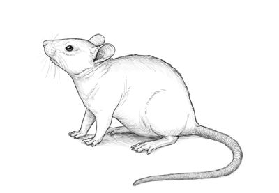 In this tutorial I will show you how to draw a mouse step by step. Some people are afraid of mice, while others like to keep them as pets. Personally, I think they're very cute, intelligent... Rat Drawings Simple, Rattus Rattus, Mouse Sketch, Mouse Illustration, Mouse Drawing, Cute Rats, A Rat, Pet Rats, 문신 디자인