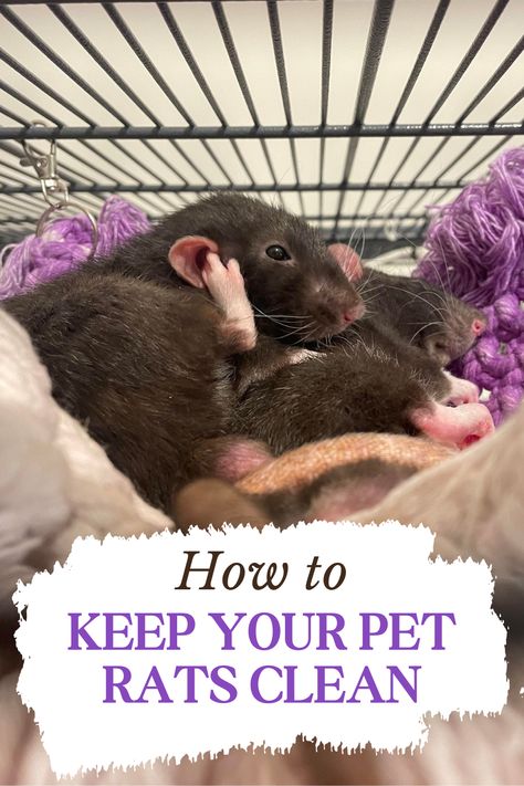 If you're new at keeping pet rats or you're still thinking of adopting, one important thing to know is how to keep them clean. Our post on grooming pet rats incudes everything you need to know about bathing, ear and teeth cleaning, and nail care. Luckily for you - rarely do rats need any help in that department! Pet Rats Aesthetic, Diy Rat Enrichment, Rat Cage Setup Ideas, Rat Bathing, Rat Diys, Diy Rat Cage Accessories, Rat Harness, Rat Facts, Pet Rat Cages