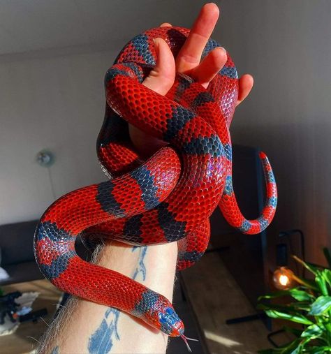 Honduran Milk Snake, Milk Snake, Cool Snakes, Colorful Snakes, Pretty Snakes, Reptile Tank, Cute Snake, Cute Reptiles, Beautiful Snakes