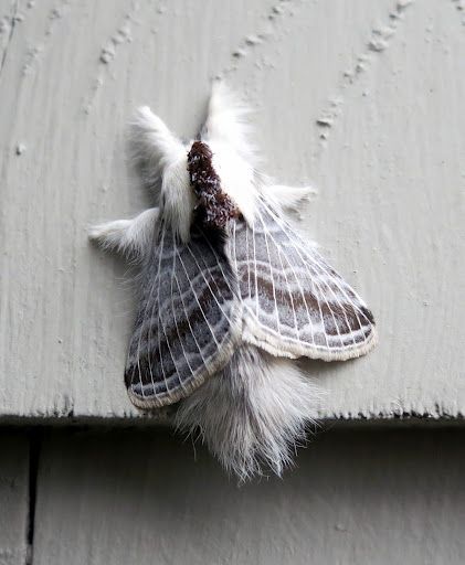 I found this very unusual hairy moth resting on the clapboard siding of the house.  I'm told that it's a Tolype velleda, or large Tolype moth and that the caterpillar stage eats a variety of tree leaves, like apple, ash, beech, birch, and oak. From: MarthaStewartLiving.com) Tolype Moth, Poodle Moth, Cute Moth, Clapboard Siding, Cool Bugs, Beautiful Bugs, Creepy Crawlies, Creature Feature, About Animals