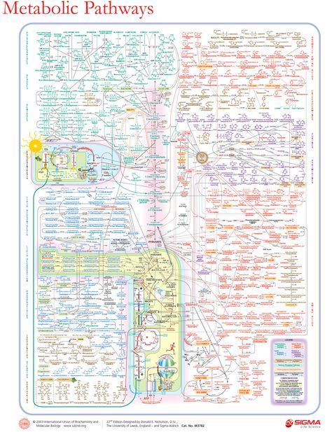 This poster is not even close to comprehensive but it's cool. Metabolic pathways #biochemistry Organic Chemistry Reactions, Metabolic Pathways, Biochemistry Notes, Biology Resources, Biology Classroom, Medical Pictures, Chemistry Lessons, Chemistry Notes, Chemical Structure