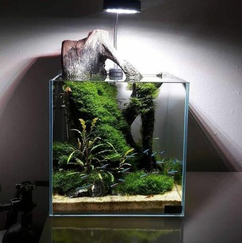 Paludarium Mini, Mini Aquarium Ideas, Aquascape Mini, Mini Aquascape, Nano Fish Tank, Nano Aquascape, Cool Fish Tank Decorations, Aquarium Mini, Biotope Aquarium