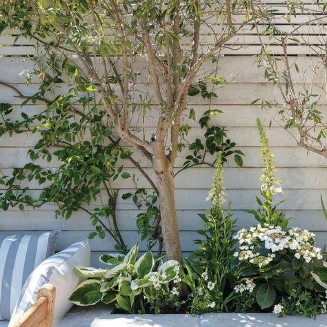 Best trees for small gardens, and how to help them thrive | Ideal Home Flower Bed Edging Ideas, Bed Edging Ideas, Child Friendly Garden, Plants Under Trees, Flower Bed Edging, Shade Tolerant Plants, Flower Bed Ideas, Edging Ideas, Garden Makeover