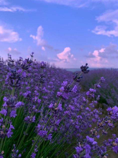 Beautiful Flower Bouquets, Purple Flowers Wallpaper, Lavender Aesthetic, Nothing But Flowers, Lavender Plant, Flowers Gifts, Pretty Landscapes, Flower Therapy, Lavender Fields