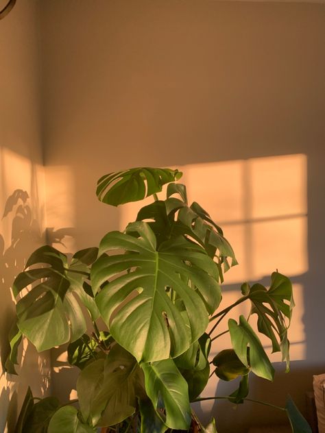 Wallpaper Plant Aesthetic, Wallpaper Plant, Aesthetic Instagram Feed, Instagram Feed Planner, Minimal Wallpaper, Plant Aesthetic, Monstera Plant, Plant Painting, Pretty Plants