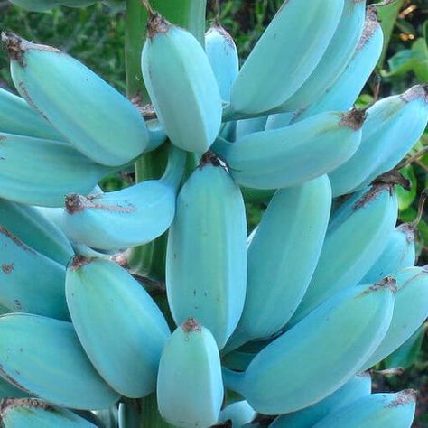 Unripe Banana, Banana Seeds, Banana Fruit, Banana Plants, Blue Banana, Banana Ice Cream, Banana Tree, Fruit Seeds, Exotic Fruit