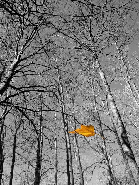 Falling leaf. A picture taken on a cold winter day in the forest and added a fal #Sponsored , #paid, #paid, #picture, #Falling, #added, #cold Canada Leaf, Falling Leaf, Animation Ideas, Nature Winter, Leaves Falling, Leaf Photography, Color Image, Forest Photography, Winter Trees