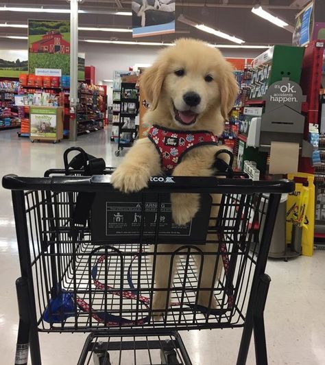 Obsessed With Goldens Dog Friendly Stores, Psy I Szczenięta, Retriever Puppy, Sweet Dogs, Dogs Golden Retriever, Retriever Dog, A Puppy, Training Tips, Dog Life