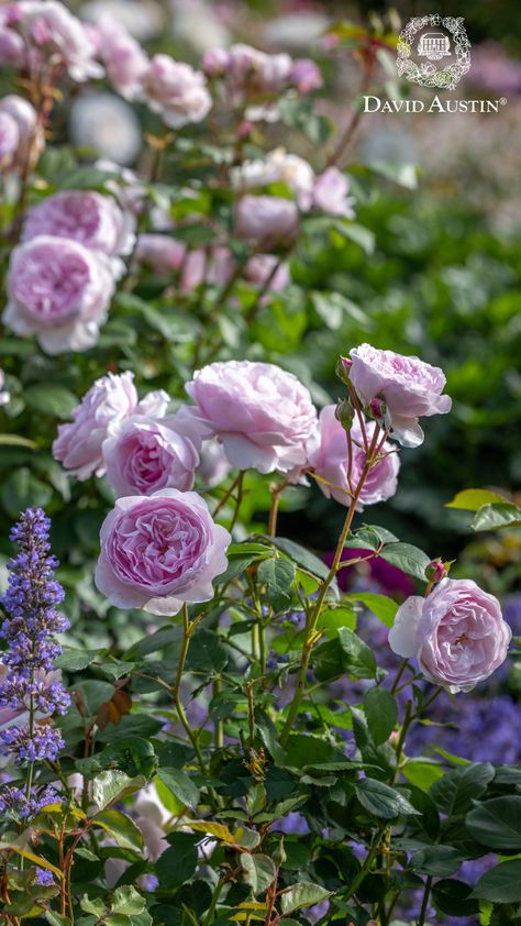 Transform forgotten garden corners with vibrant English Roses! While roses typically prefer sunlight, we have a selection of varieties that thrive surprisingly well with just 4 hours of good sun each day. Discover the beauty of shade-tolerant roses and infuse your garden with colour and interest!  #davidaustinroses #gardeninspiration David Austin Roses Garden, Olivia Rose Austin, English Rose Garden, Rose Care, Olivia Rose, Lavender Garden, David Austin Roses, Growing Roses, Country Landscaping