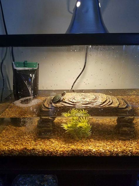 Mini Turtle Bioactive Turtle Tank, 10 Gallon Turtle Tank Ideas, Small Turtle Tank Ideas, Turtle Tank Setup Ideas Diy, Aesthetic Turtle Tank, Aquatic Turtle Habitat Ideas Outdoor, Semi Aquatic Turtle Habitat, Water Turtle Tank Ideas, Aquatic Turtle Tank Ideas