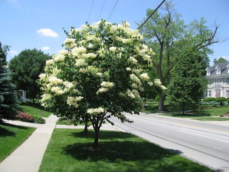 Small trees to consider for your yards and gardens - East Idaho News Syringa Reticulata, White Lilac Tree, Japanese Lilac Tree, Lilac Syringa, Japanese Lilac, Ornamental Cherry, Lilac Plant, Patio Trees, Lilac Tree