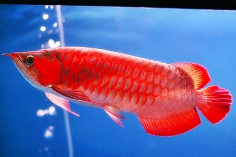 Ikan Air Tawar, Big Aquarium, Dragon Fish, Giant Fish, Monster Fishing, Air Tawar, Asia Tenggara, Fish For Sale, Live Fish