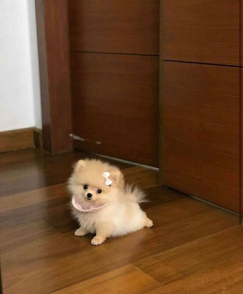 Baby Pomeranian, Pom Dog, Small Puppy, Teacup Pomeranian, Dog Mommy, Very Cute Puppies, Cute Pomeranian, Super Cute Puppies, Tiny Puppies