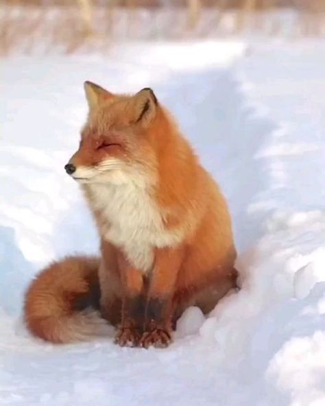 Fox Loves Fan on Instagram: "Missing my mom🦊 What do you think about this video ☺️😍. Double tap ♥️ and comment below. ⬇️.Follow us please 🙏 Tag a friend who love fox. - Credit @kitakitsune_love - Do you like this shirt? You can order from bio link ➡️ @foxloves.fan All rights are reserved & belong to their respective owners (DM for credit or removal) - #wildlifeaddict #animaladdicts #foxlove #foxred #animals #animallovers #redfox #fox_on_adventure #fox #animal #babyfox #foxesofig #ilovefoxes # Fun Animal Facts, Red Fox Tattoos, Fluffy Black Cat, Dog Expressions, Animal Inspiration, Fox Pictures, Foxes Photography, Wonders Of Nature, Gorgeous Cats