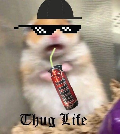 Hamster #thug_life #edit Thug Life Meme, Life Edit, Funny Hamsters, Thug Life, Hamsters, Tattoo Idea, Jelly, Jam, Naruto