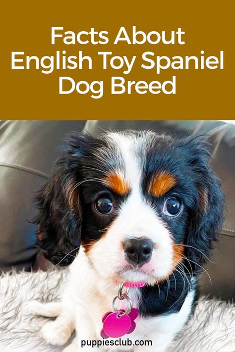 english-toy-spaniel Facts About English, English Spaniel, Toy Spaniel, English Dogs, Tattoos For Dog Lovers, Cavalier King Charles Dog, King Charles Dog, English Toy Spaniel, Dog Shedding