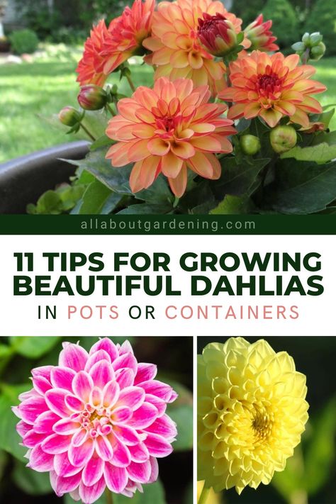 Dahlia Pot Ideas, Dahlia Flower Bush, Are Dahlias Perennials, Dahlia Care Tips, Dahlia Garden Ideas Design, Growing Dahlias Zone 6, How To Plant Dahlias, Dahlia Care How To Grow, Caring For Dahlias