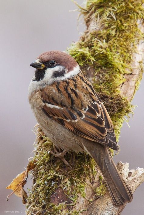 The house sparrow is a bird of the sparrow family Passeridae, found in most parts of the world. It is a small bird that has a typical length of 16 cm and a mass of 24–39.5 g. Females and young birds are coloured pale brown and grey,The House Sparrow is a stout, stocky sparrow, with shorter legs and a thicker bill than indigenous American sparrows. Birding Quotes, Birds Sparrow, Vogel Gif, Sketches Nature, Beak Mask, Tree Sparrow, Bird Pet, Sparrow Art, Drawing Bird