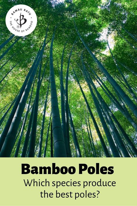 The best bamboo for poles | Bambu Batu Bamboo Growing, Phyllostachys Nigra, Bamboo Species, Bamboo Privacy, Growing Bamboo, Bamboo Construction, Moso Bamboo, Bamboo Poles, Bamboo Art