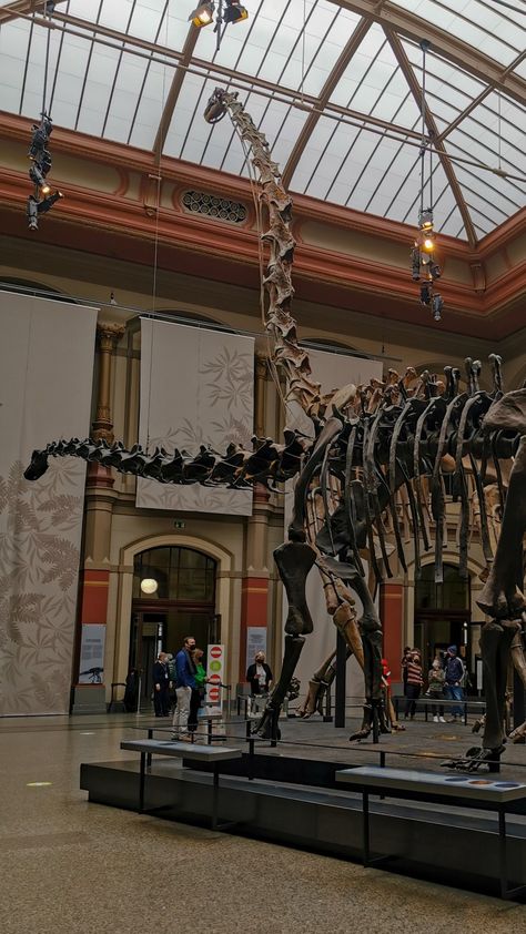 big dinosaur museum brown aesthetic Paleontology Aesthetic Wallpaper, Paleocore Aesthetic, Archeological Aesthetic, Palaeontology Aesthetic, Dinosaur Museum Aesthetic, Palentogist Aesthetic, Science Museum Aesthetic, Dinosaurs Aesthetic, Paleontologist Aesthetic