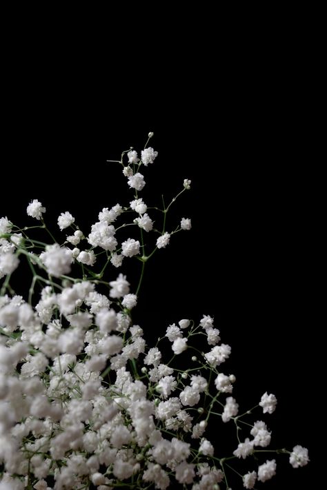 White Flower Black Background, Iphone Wallpaper King, Black Flowers Wallpaper, White Background Hd, Widget Pics, Flowers Black Background, Cherry Blossom Wallpaper, Breath Flowers, Future Garden