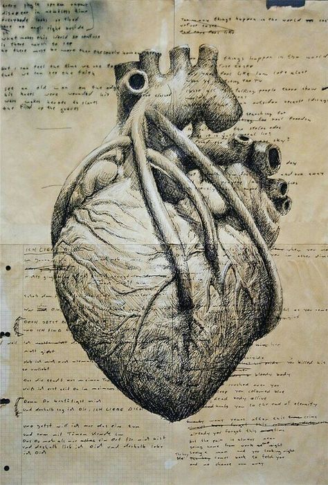 The human heart by Leonardo Da Vinci Ghost Heart, Angelo Guerriero, The Human Heart, Human Anatomy Art, Medical Art, Anatomical Heart, Human Heart, Arte Sketchbook, Scientific Illustration