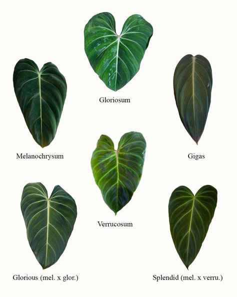 benjiplant on Instagram: “I made this image to show different velvet leaf Philodendron I own. I was inspired to make it after @phileodendron told me how they can…” Prop Box, Tropical House Plants, Philodendron Plant, Plant Seedlings, Dark Phoenix, Plant Species, Green House, Plant Print, Exotic Plants