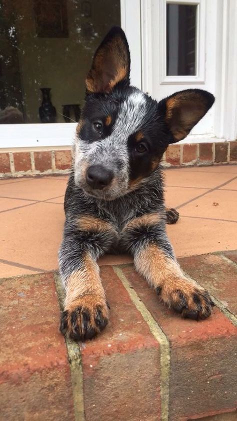 With Dog, Cattle Dog Puppy, Aussie Cattle Dog, Austrailian Cattle Dog, Blue Heeler Puppies, Heeler Puppies, Blue Heeler Dogs, Australian Cattle Dogs, Dog Costumes