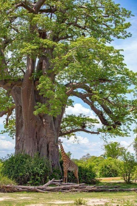 # Acacia, baobab tree... Africa!!! Shade Landscaping, Weird Trees, Landscaping Around Trees, Baobab Tree, Magical Tree, Belle Nature, Giant Tree, A Giraffe, Old Trees