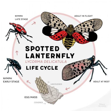 The Spotted Lanternfly 'spotted' in Massachusetts 😱🐞🐞🐞 Have you seen this pest? Here's how to handle this invasive species: https://www.a1exterminators.com/the-spotted-lanternfly-spotted-in-ma/ Lantern Fly, Homemade Lanterns, Spotted Lanternfly, Flying Lantern, Plastic Milk, Insecticidal Soap, Emergency Shelter, Fly Traps, Diatomaceous Earth