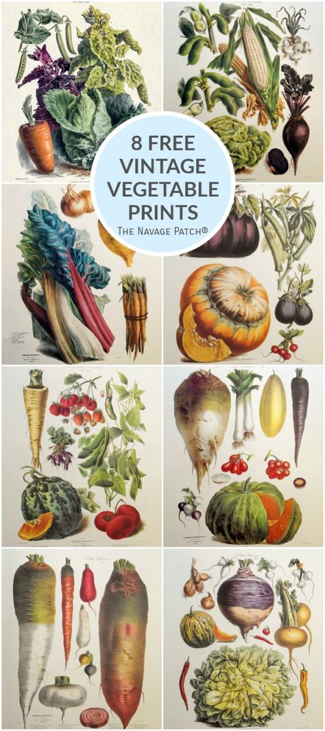 Gardening Printables Free, Vintage Vegetable Illustration, Vintage Seed Packets Printable Free, Garden Drawings, Botanical Prints Free, Tomato Festival, Vintage Seed Packet, Vintage Seed Packets, Vegetable Illustration