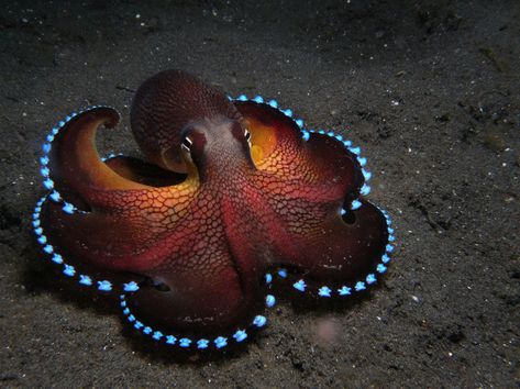 Coconut Octopus, Bawah Air, Regnul Animal, Fauna Marina, Beautiful Sea Creatures, Animale Rare, Underwater Creatures, Cutest Animals, Ocean Creatures