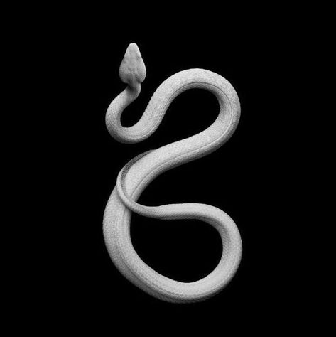 @archillect : https://t.co/D1TeDPvjwL Gaboon Viper, Boa Constrictor, White Lips, Pit Viper, Cute Reptiles, King Cobra, White Snake, Glamour Shots, Snake Tattoo