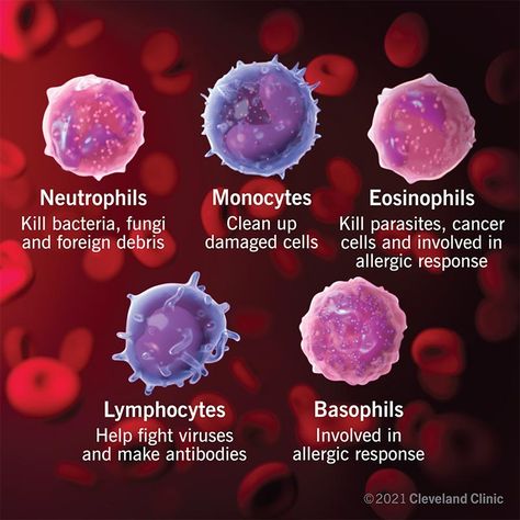 White Blood Cells: Types, Function & Normal Ranges Protein In Urine, Low White Blood Cells, White Blood Cell, Cell Forms, B Cell, Medical Laboratory Science, White Blood, Viral Infection, White Blood Cells