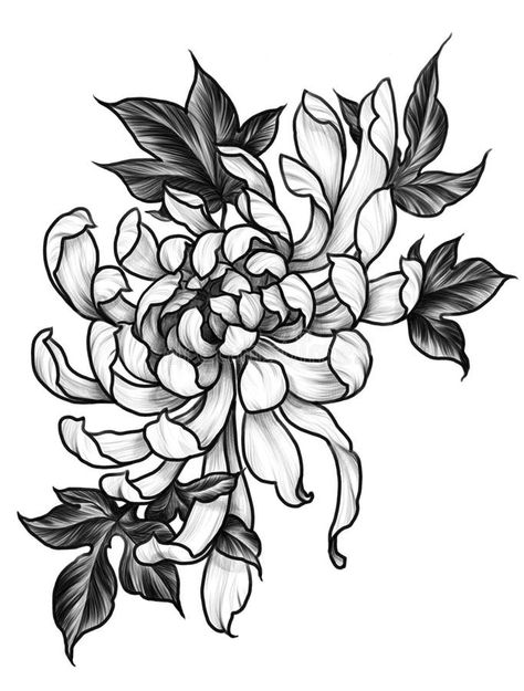 Chrysanthemum Flower in Graphic Illustration Japanese Tattoo Style Stock Illustration - Illustration of black, element: 246957182 Chrysanthemum Flower Drawing, Crisantemo Tattoo, Bonsai Tattoo, Chrysanthemum Flower Tattoo, Traditional Japanese Tattoo Flash, Flor Tattoo, Black Line Tattoo, Illustration Japanese, Japanese Flower Tattoo