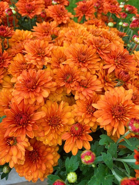 Flower References, Favorite Flower, Orange Aesthetic, Painting Flowers, Flower Bed, Flower Plant, Orange Flowers, Chrysanthemum, Flower Wallpaper