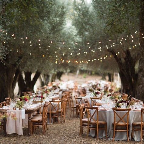 Dinner in a grove of old old olive trees is the stuff dreams are made of - from a wedding this last summer at a private estate in Glen Ellen with @lafleurweddings @abbyandlauren @theark_ @smallmasterpiece Forest Wedding Reception, San Diego Wedding Venues, Wedding Backyard Reception, Barn Wedding Reception, Country Barn Weddings, Orchard Wedding, Rustic Wedding Reception, Wedding Reception Ideas, Table Set Up