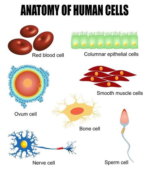 Human cells: different types of cells found in our body #cellbiology #biology #physiology Anatomy Of Human, Cell Diagram, Science Cells, Human Cells, Biology Classroom, Secondary Science, Animal Cell, Biology Lessons, Teaching Biology